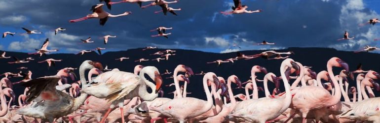 Lake Bogoria Flamingos