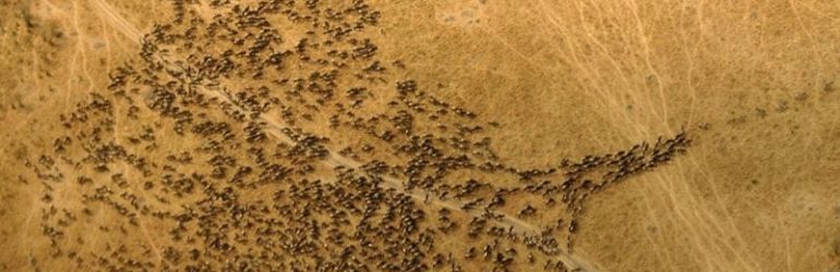 wildebeest migration