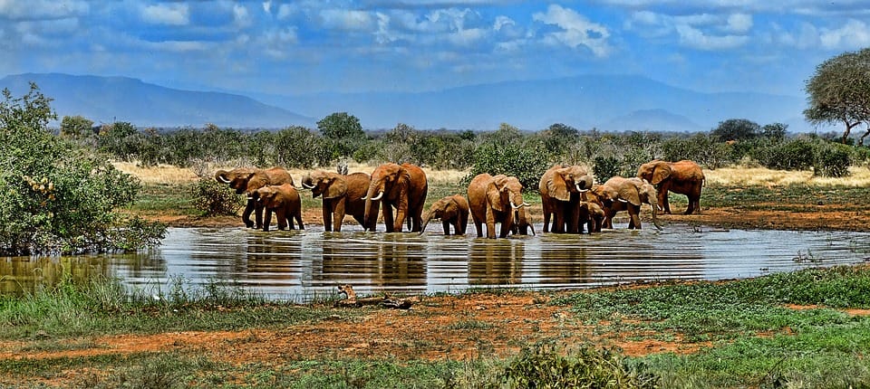 Africa safari