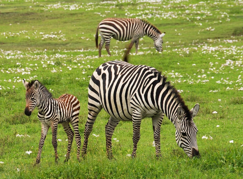 Baby Zebra