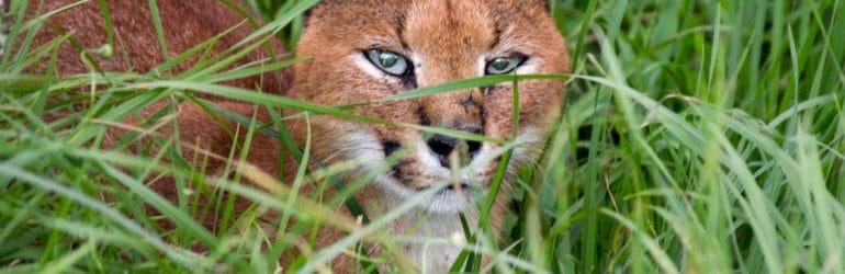 Contact Chalo Africa (caracal)