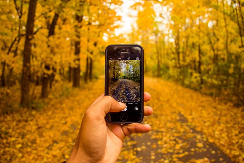 mobile phone on safari