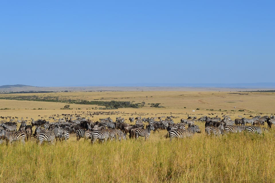 serengeti