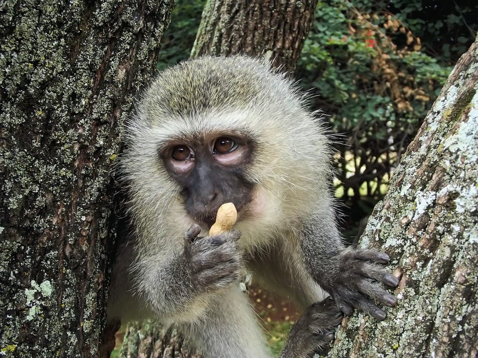 Vervet Monkey