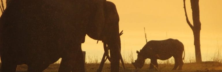 Rhino Safari Camp, Zimbabwe