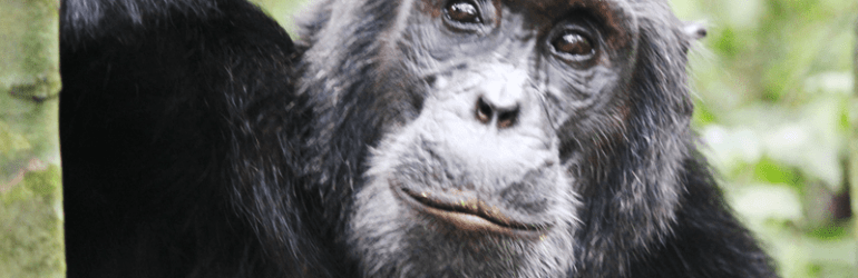 Rukoro Chimp Kibale