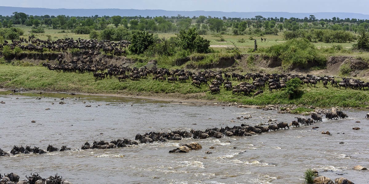 Luxury Migration Safari in November and December in Tanzania (HerdTracker)  (11 days)