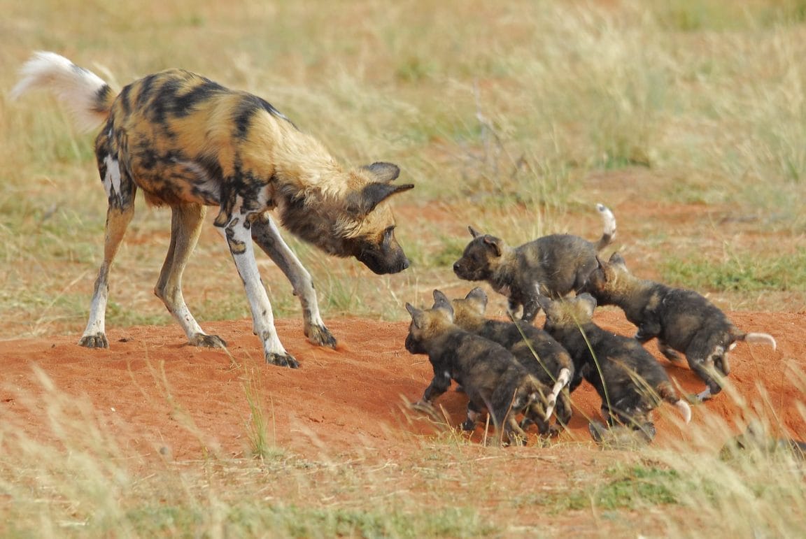 Tswalu Kalahari Trip Report - Wild Dogs