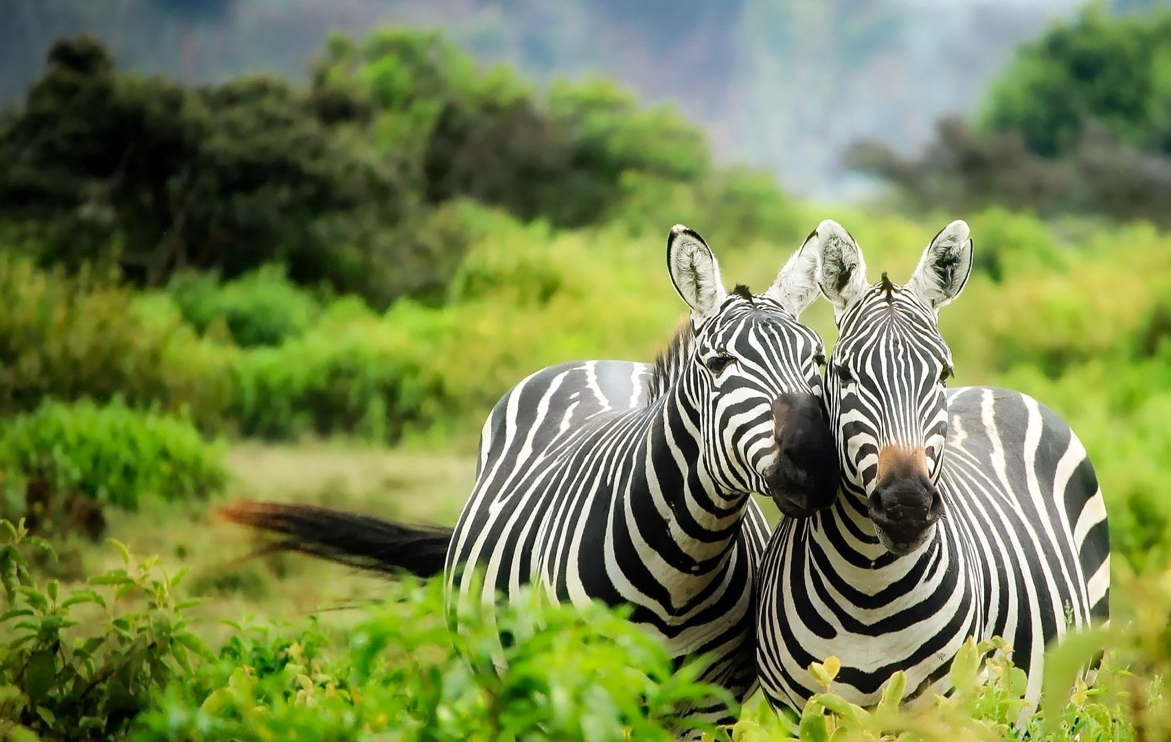 kenyan safari tours