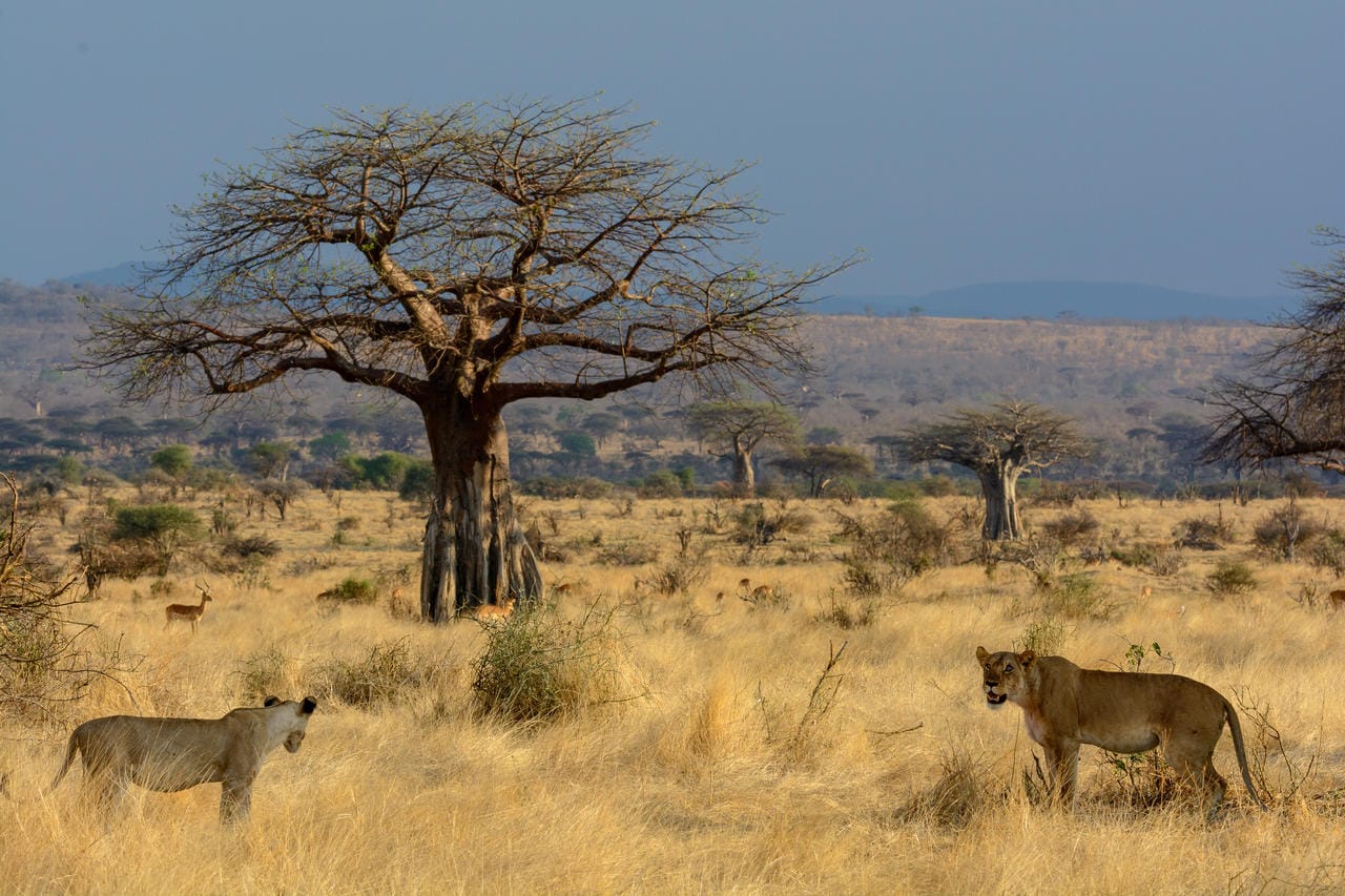 Ruaha-Lions.jpg