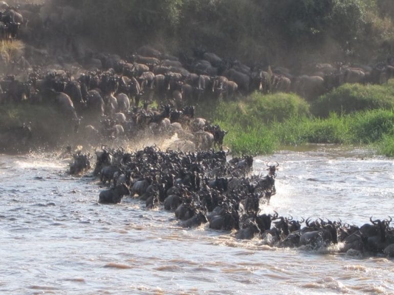 Kenya - Tanzania Wildebeest Migration Update 2021 & 2022 - Chalo Africa