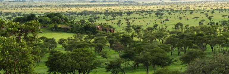 Serengeti Pioneer Camp View