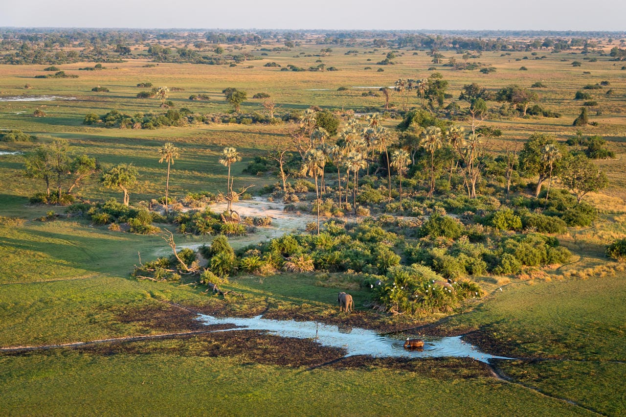 Little Mombo Camp, Okavango Delta, Botswana - 2019 / 2020