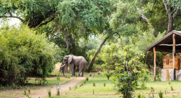 Time + Tide Chongwe Camp Elephant Near Camp