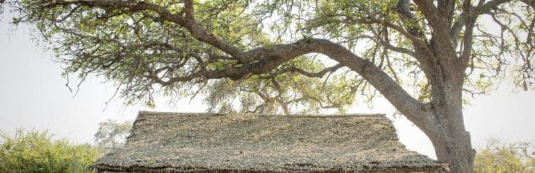 Kigelia Ruaha Tent