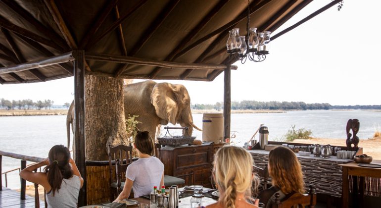 Old Mondoro Elephants Near The Camp