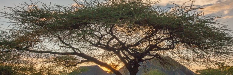 Chobe Bush Lodge View