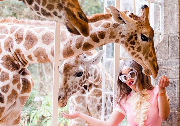 Giraffe Manor Feeding Breakfast