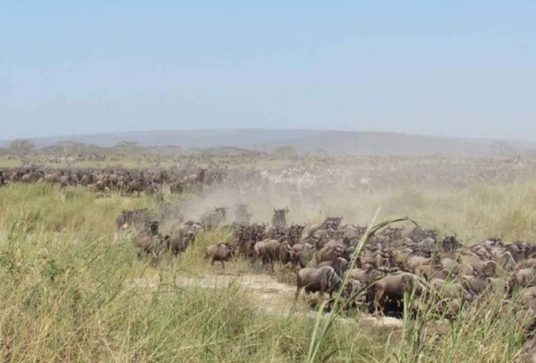 Kenya - Tanzania Wildebeest Migration Update 2021 & 2022 - Chalo Africa