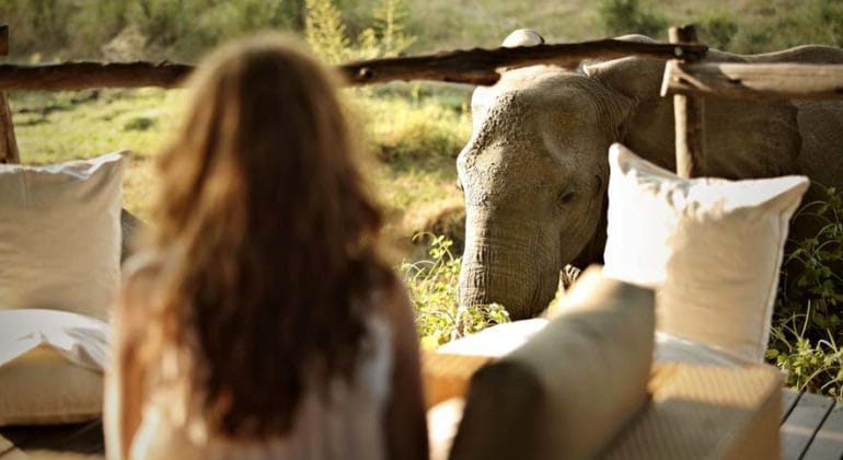 Jackalberry Treehouse Elephant Close Up