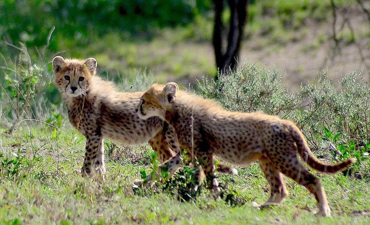 Lemala Ndutu Mobile Tented Camp, Serengeti National Park, Tanzania - 2023 /  2024