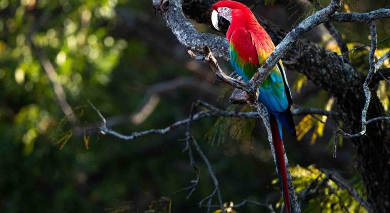 Brazil Bird On Tree