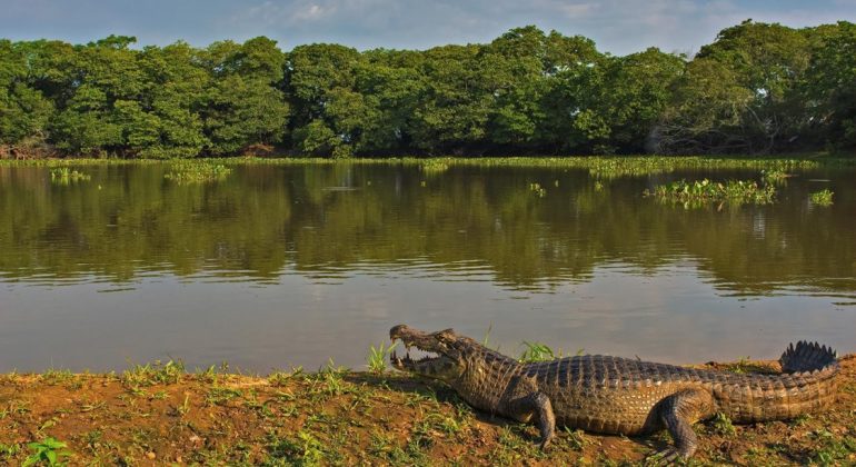 Brazil Crocodile