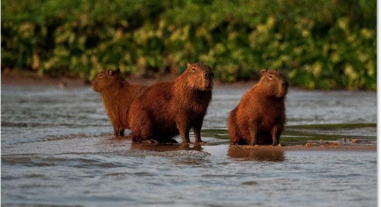 Brazil Pantanal Animals