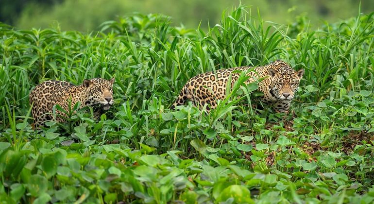 Brazil Pantanal Wildlife