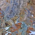 Snow Leopards India Tour