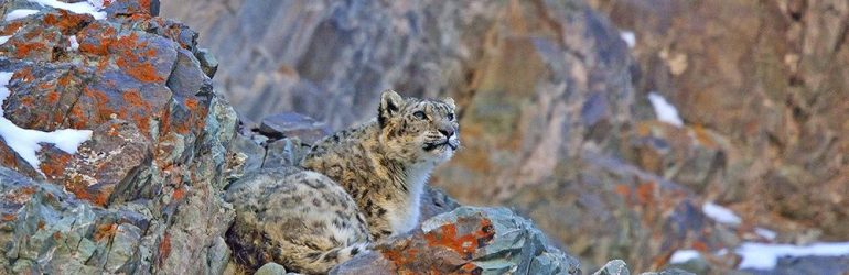 Snow Leopard Expedition