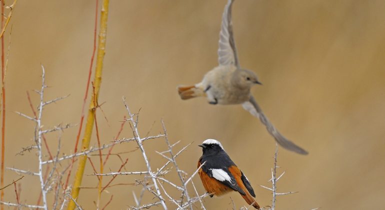 Snow Leopard Expedition Birds