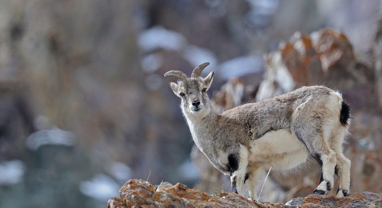 Snow Leopard Expedition Sheep