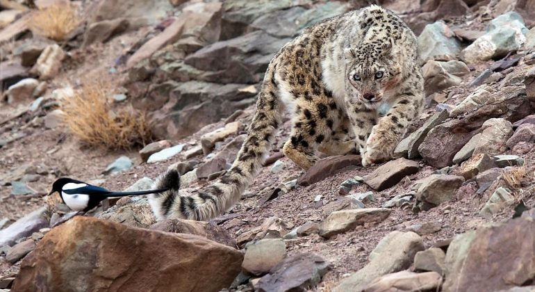 Snow Leopard Wildlife