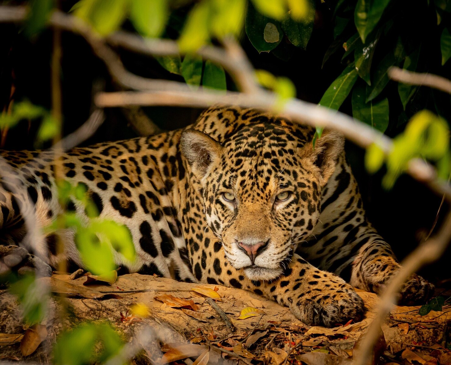 Jaguar