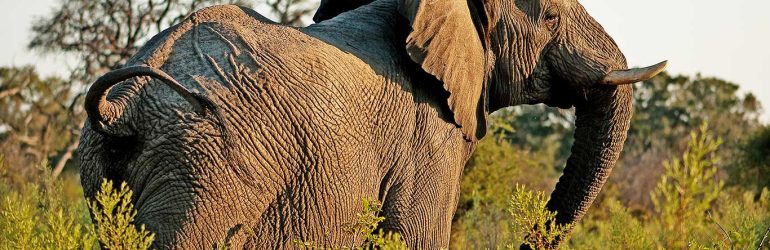 Tarangiretreetops Elephant