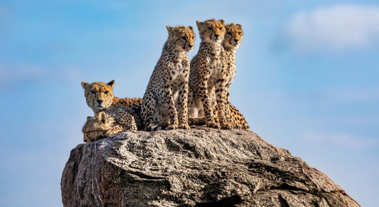 Cheetahs