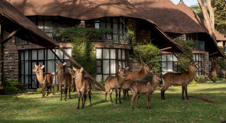 Lake Naivasha Sopa Resort Wildlife