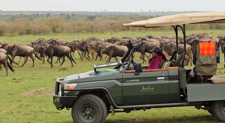 Vehicle Game Drive Wildlife