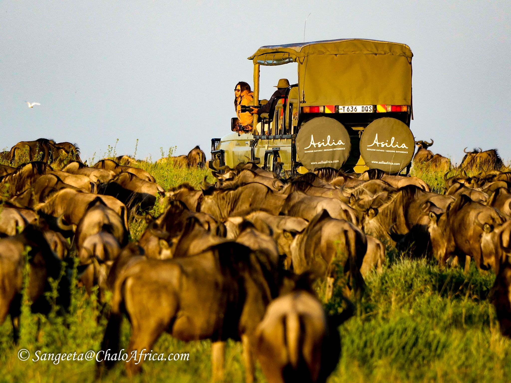 Wildlife Serengeti