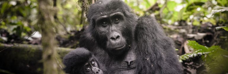 Uganda, Sanctuary Gorilla Forest Camp