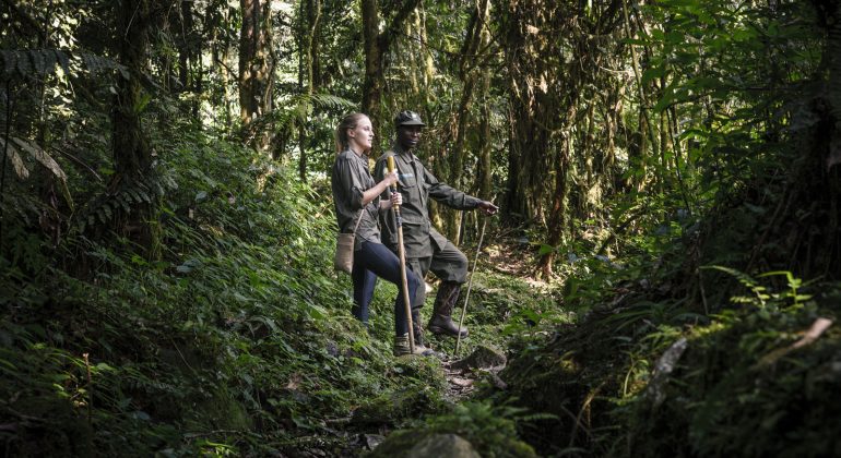 Uganda, Sanctuary Gorilla Forest Camp