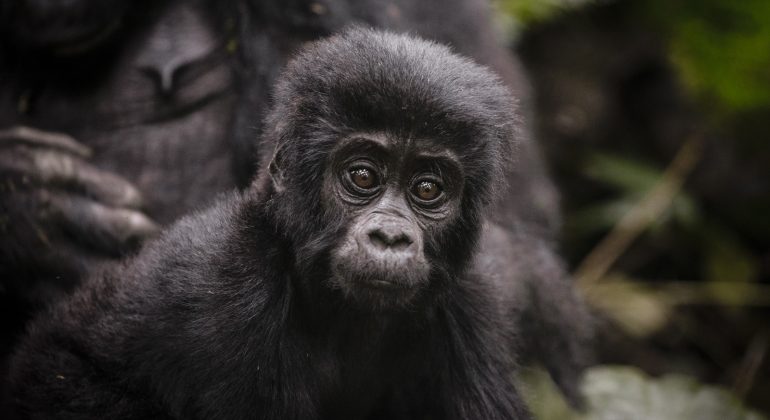 Uganda, Sanctuary Gorilla Forest Camp