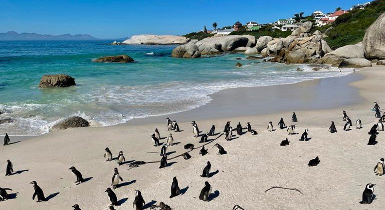 Boulders Penguin Colony